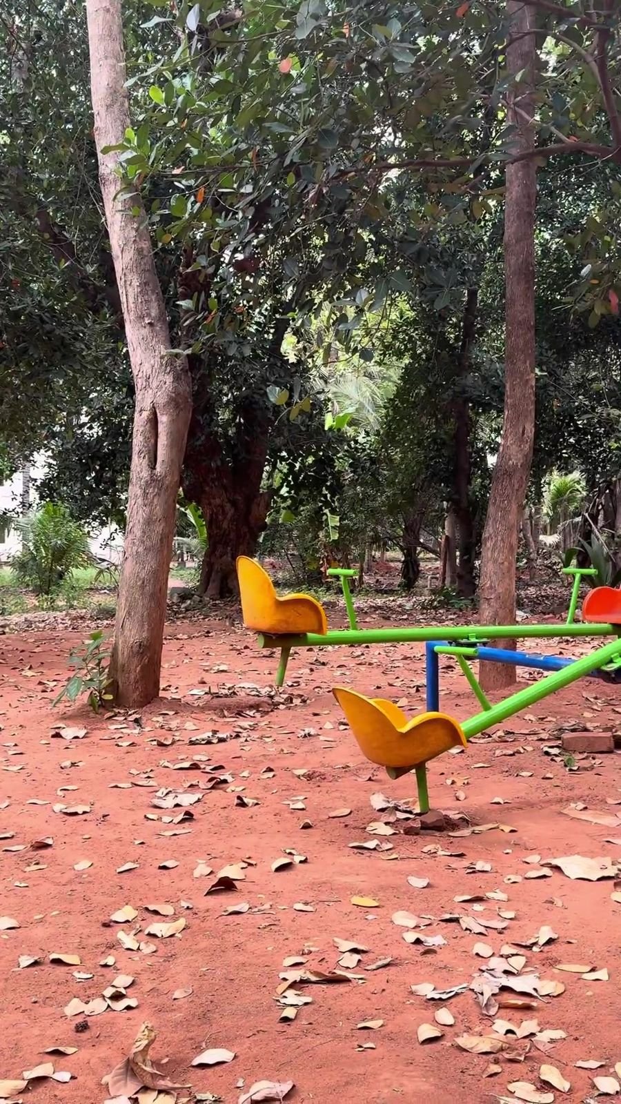 Four-seat see-saw among slender tree trunks